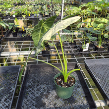 Load image into Gallery viewer, Alocasia Frydek Variegated exact plant, Fedex 2day*
