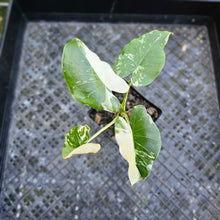 Load image into Gallery viewer, Alocasia Odora, Okinawa Silver, Exact Plant Variegated
