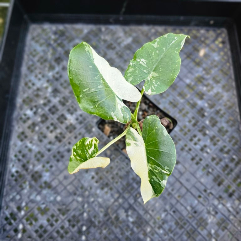 Alocasia Odora, Okinawa Silver, Exact Plant Variegated