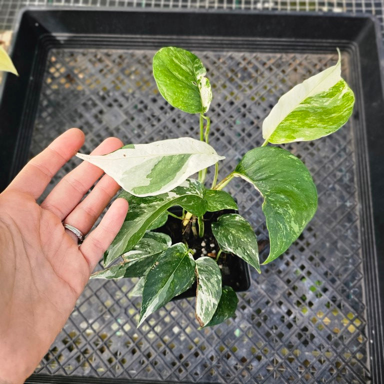 Epipremnum Pinnatum Albo, Exact Plant Variegated Ships Nationwide