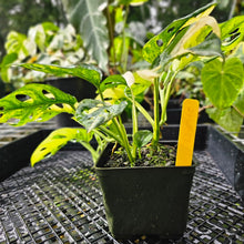 Load image into Gallery viewer, Monstera Adansonii Aurea, Exact Plant Variegated Double plant
