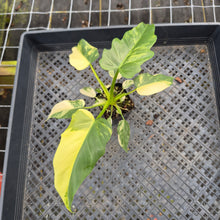 Load image into Gallery viewer, Philodendron Radiatum Aurea Variegated exact plant, Fedex 2day*

