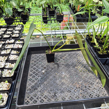 Load image into Gallery viewer, Philodendron Spiritus Sancti exact plant, Fedex 2day*
