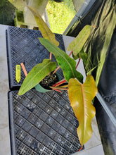 Load image into Gallery viewer, Philodendron Orange Marmalade, Exact Plant Ships Nationwide

