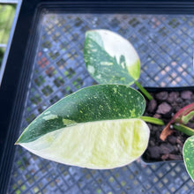 Load image into Gallery viewer, Philodendron Green Congo Nuclear, Exact Plant Variegated
