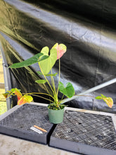 Load image into Gallery viewer, Anthurium Anuenue Obake bicolor, pink/ green, Exact Plant, ship nationalwide

