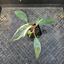 Load image into Gallery viewer, Philodendron Red Anderson Variegated 2.5" pot, Fedex 2day*
