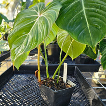 Load image into Gallery viewer, Philodendron Gloriosum, Pink Veined Back, Exact Plant Ships Nationwide
