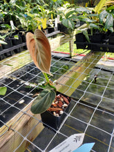Load image into Gallery viewer, Philodendron Melanochrysum, Exact Plant Variegated Ships Nationwide
