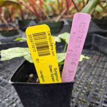 Load image into Gallery viewer, Syngonium Green Splash, Exact Plant Variegated Ships Nationwide

