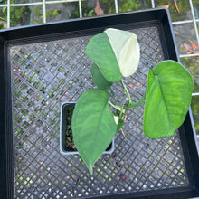 Load image into Gallery viewer, Syngonium Chiapense, Exact Plant Variegated
