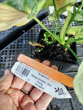 Load image into Gallery viewer, Syngonium Mango Allusion, Orm Thong, Exact Plant Variegated Ships Nationwide
