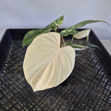 Load image into Gallery viewer, Philodendron Gloriosum variegated type 2 "Double", exact plant, Fedex 2day*
