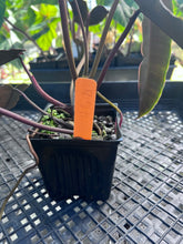 Load image into Gallery viewer, Philodendron Atabapoense Dark Form, Exact Plant Ships Nationwide
