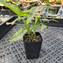Load image into Gallery viewer, Syngonium Pink Splash, Exact Plant Variegated Ships Nationwide
