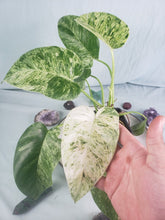 Load image into Gallery viewer, Giganteum Blizzard, exact plant, variegated Philodendron, ships nationwide
