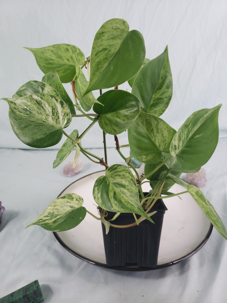 Hederacum Heart Leaf, exact plant, variegated Philodendron, ships nationwide