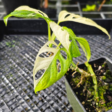 Load image into Gallery viewer, Monstera Adansonii Albo Tricolor, Exact Plant Variegated
