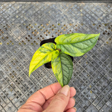 Load image into Gallery viewer, Monstera Siltepecana, Exact Plant Variegated Ships Nationwide
