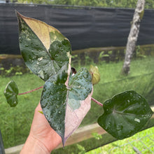 Load image into Gallery viewer, Alocasia Yucatan Princess Pink variegated 2.5" pot, Fedex 2day*
