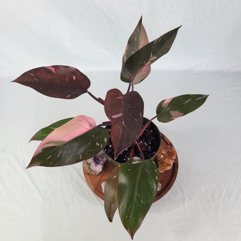 Philodendron Pink Princess, Exact Plant Variegated