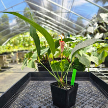 Load image into Gallery viewer, Anthurium Sherzerianum &quot;Pig Tail&quot;, Exact Plant Speckled Ships Nationwide
