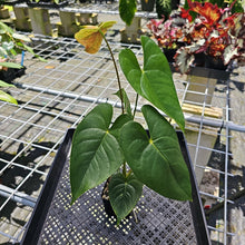 Load image into Gallery viewer, Anthurium Veronica, green, speckled, Exact Plant
