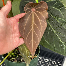 Load image into Gallery viewer, Anthurium Magnificum X AFF noid, exact plant, Fedex 2day*
