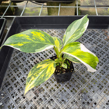 Load image into Gallery viewer, Philodendron White Wizard Aurea Variegated exact plant, Fedex 2day*
