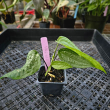 Load image into Gallery viewer, Anthurium Sp. Limon, Exact Plant Ships Nationwide
