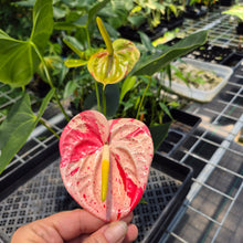 Load image into Gallery viewer, Anthurium Shibori Variegated exact plant, Fedex 2day*
