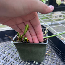 Load image into Gallery viewer, Anthurium Bakeri, Exact Plant
