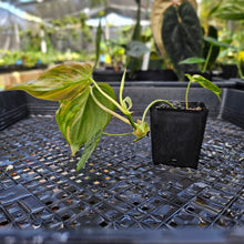 Load image into Gallery viewer, Philodendron Hederaceum Micans Aurea, Exact Plant Variegated Ships Nationwide
