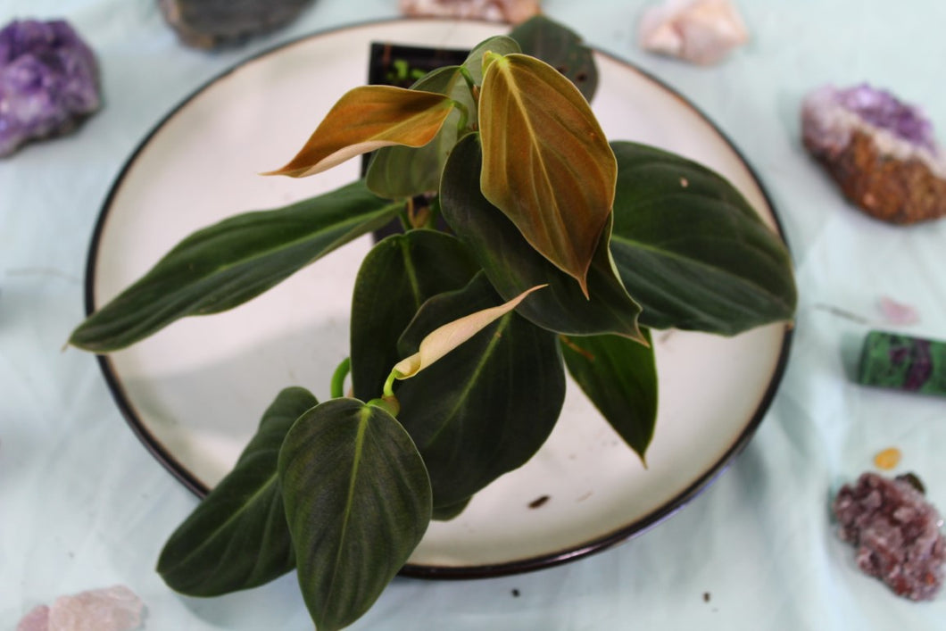 Philodendron Gigas Double plant Exact Plant Ships nationwide
