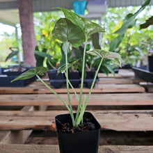 Load image into Gallery viewer, Alocasia dragon scale albo Exact Plant Ships Nationwide
