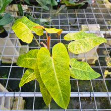 Load image into Gallery viewer, Philodendron Goldiana, Exact Plant aka Maui Gold, double plant
