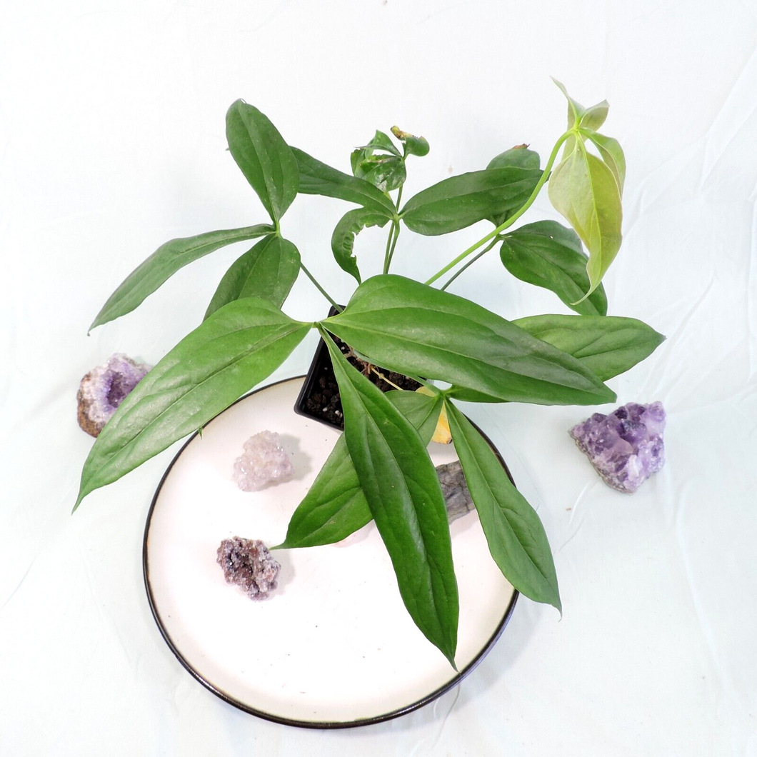 Anthurium Clavigerum 4