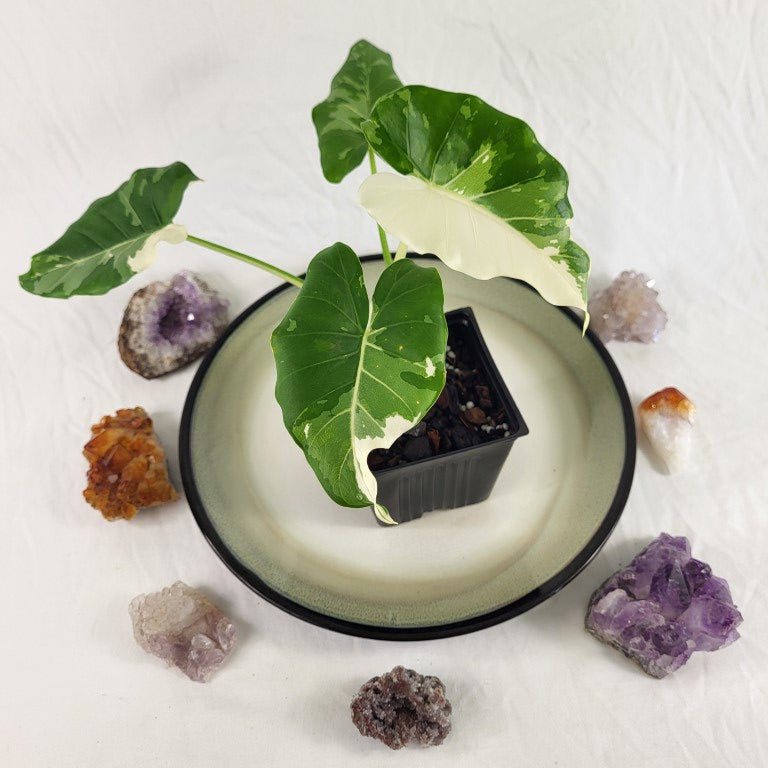 Alocasia Odora, Okinawa Silver, Exact Plant Variegated Ships Nationwide