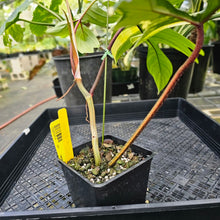 Load image into Gallery viewer, Philodendron Florida Beauty, Exact Plant Variegated Ships Nationwide
