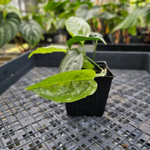 Load image into Gallery viewer, Amydrium Medium Silver, Exact Plant Ships Nationwide
