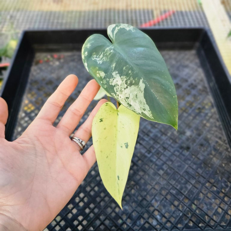 Philodendron Ilsemanii, Exact Plant Variegated 2.5