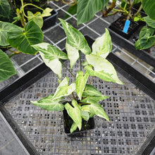 Load image into Gallery viewer, Syngonium Three Kings Magic Marble, Exact Plant Variegated Triple planr Ships Nationwide
