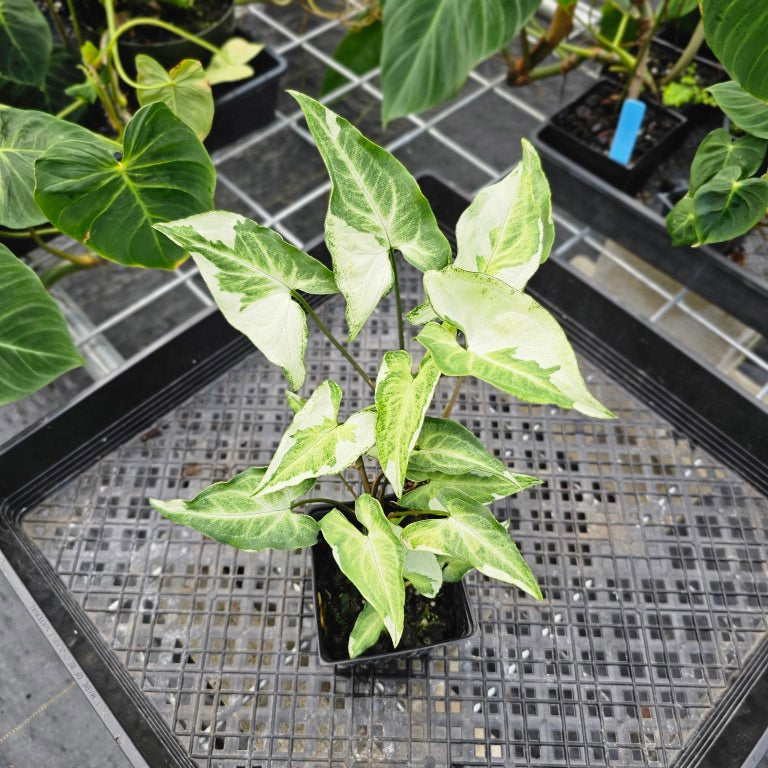 Syngonium Three Kings Magic Marble, Exact Plant Variegated Triple planr Ships Nationwide