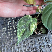 Load image into Gallery viewer, Philodendron Hederaceum Micans Aurea, Exact Plant Variegated Ships Nationwide
