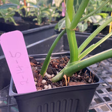 Load image into Gallery viewer, Philodendron Holtonianum variegated, Exact Plant Ships Nationwide
