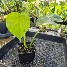Load image into Gallery viewer, Monstera Borsigiana Aurea, Exact Plant Variegated Ships Nationwide
