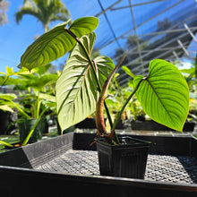 Load image into Gallery viewer, Philodendron Sodiroi True Form, Exact Plant Ships Nationwide
