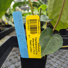 Load image into Gallery viewer, Anthurium Papillilaminum Fort Sherman X ( FS X Ralph Lynam)Ships Nationwide

