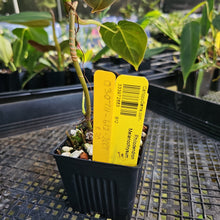 Load image into Gallery viewer, Philodendron Melanochrysum, Exact Plant Ships Nationwide
