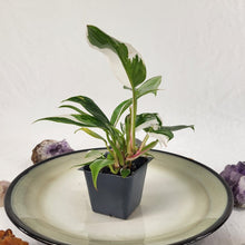Load image into Gallery viewer, Philodendron White Princess Variegated 2.5&quot; starter pot, ships nationwide
